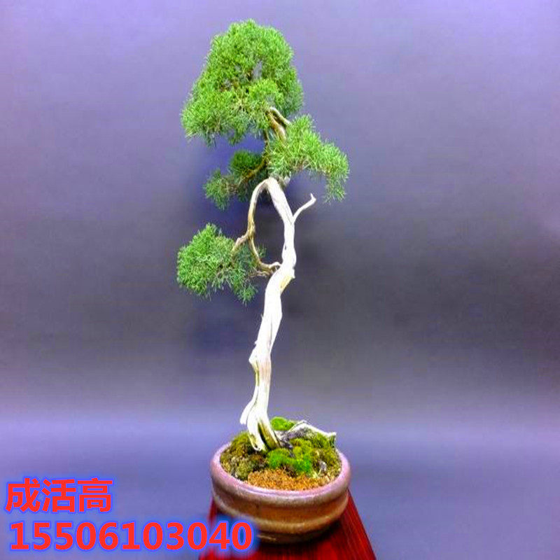 ブ*ン様 小品盆栽素材　真柏　1013 f238b3f6cb969ba1923377b1d22111 盆栽
