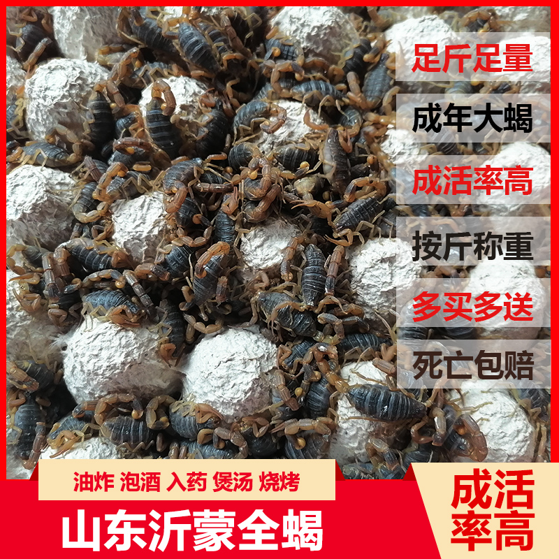 Scorpion live Yimeng Mountain full scorpion Adult live scorpion soup medicine Fried wine Edible medicinal whole insect