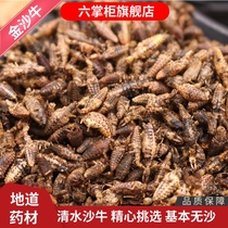 Six shopkeeper Jinsha Niu 10g Qingshui Jinsha Niu Lingworm Ditu Ant Lion without impurities