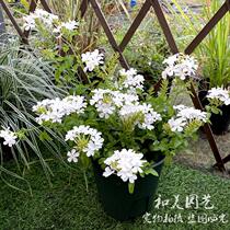White Snowflake Blue Snowflake Blue Flower pine flowering period can climb the original soil delivery 2 pots