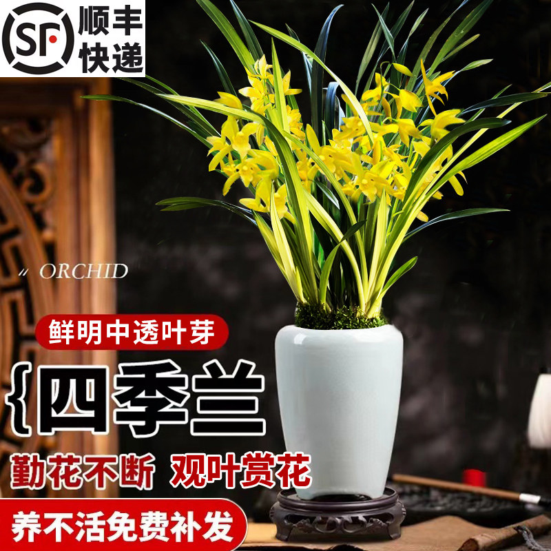 黄色兰花-黄色兰花促销价格、黄色兰花品牌- 淘宝