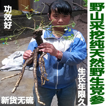 30 years of new pure natural wild codonopsis ginseng 500 CTE grade sulfur-free soil pattern Luke codonopsis