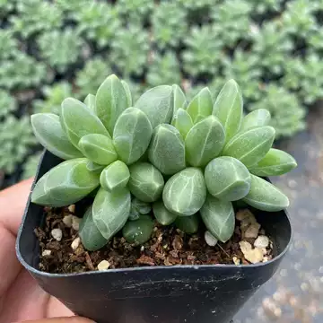 法师多肉植物-法师多肉植物促销价格、法师多肉植物品牌- 淘宝