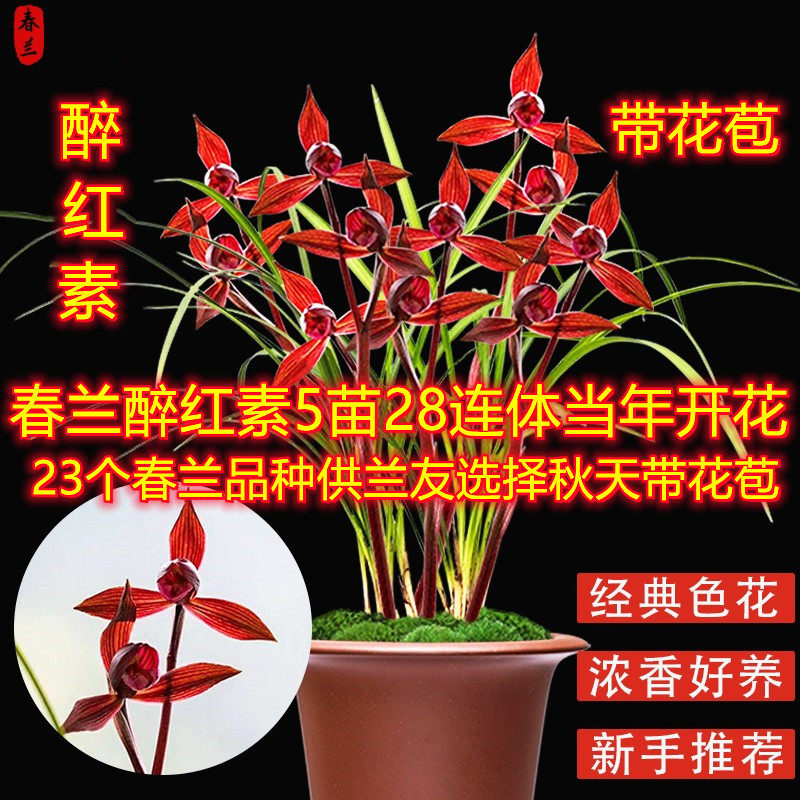 醉红素兰花-醉红素兰花促销价格、醉红素兰花品牌- 淘宝