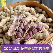 Fujian specialty Longyan wet roasted purple peanut crispy authentic Liancheng Liancheng red peanut boiled and dried four Five Spiced