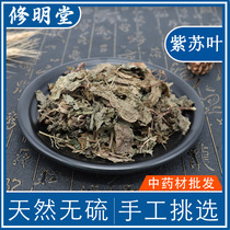 Chinese herbal medicine Perilla leaf 50g dried cotyledon ZSY Chinese herbal medicine shop