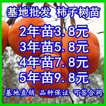 Crispy persimmon tree The results of the year The south and the north planted grinding disc crystal black persimmon grafted tree is very large