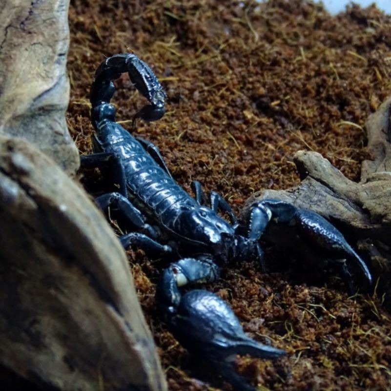 Asian pet scorpion Rainforest Scorpion Pet Scorpion Male and female breeding group Live climbing pet heterosexual pet Large black scorpion docile