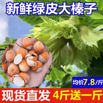 2021 New fresh big hazelnuts with green skin Green skin Water kernel water flesh Northeast peeling raw hazelnuts nuts fresh fruit