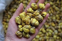 Golden water grass Dendrobium iron Maulan tea stew soup the night people overtime family suitable for heavy hands and big food