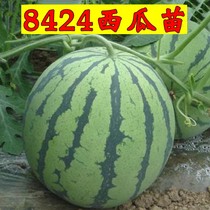 Watermelon seedlings melon cucumber fruits melon strawberry tomato seedlings loofah southern melon seedlings