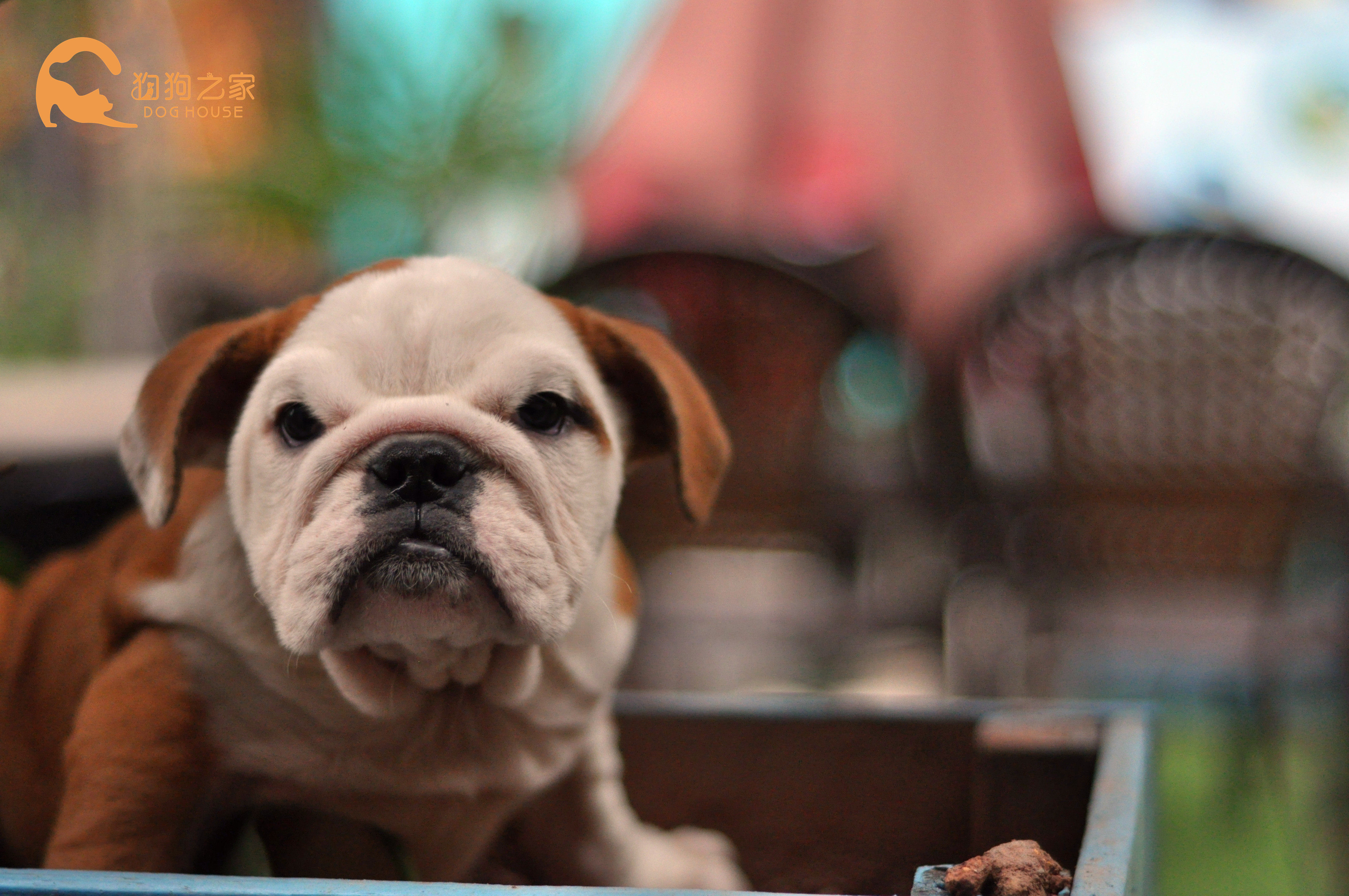 🔥重庆狗狗之家| 纯种英斗幼犬，品质家庭伴侣✨-宠物-淘宝好物网
