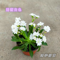 Imported Lulis flower open-air warm flowers bloom blossoming flowers Four Seasons good to raise for more than a year with soil delivery