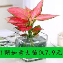 Ruyi Queen Flower Potted Geely Red Wannan Red Fire Plant Indoor Green Plant Flower Color Four Seasons Leaf View Bonsai