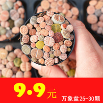 Raw stone flowers whole pot succulents combination potted stone flowers ass flowers ass flowers with pots with soil