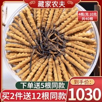 Tibet Naqu cordyceps Sinensis 4 grams 10 grams 40 first period dried cordyceps gift box specialty dried goods