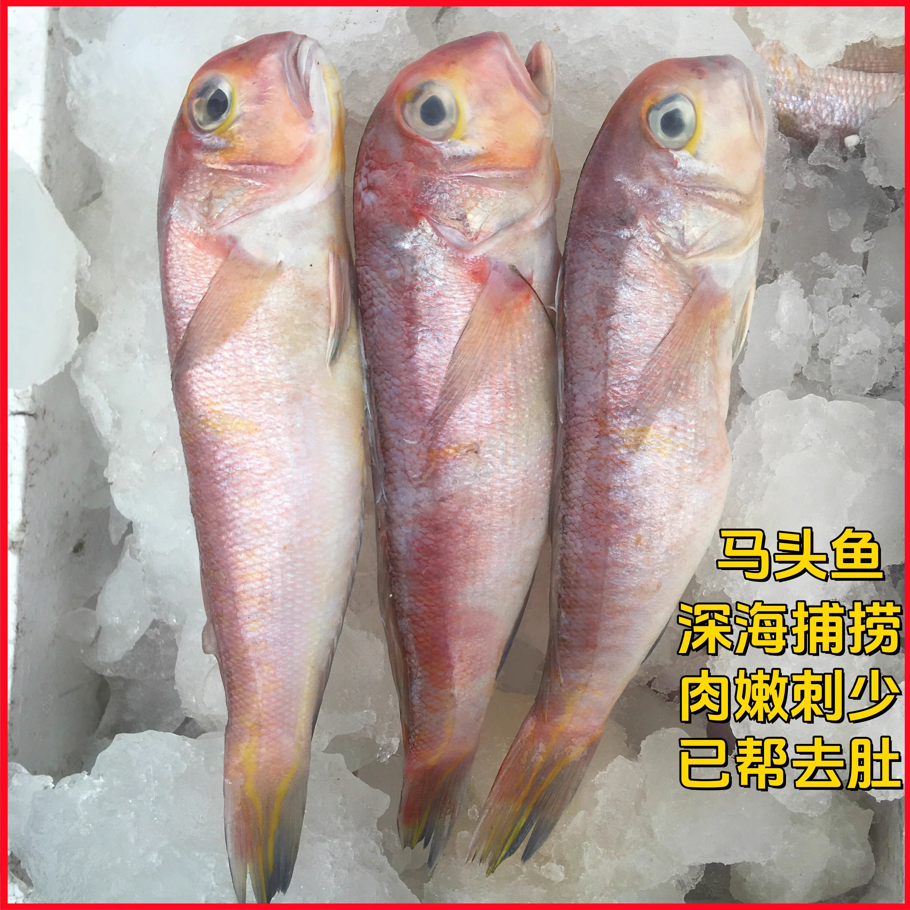 金马头鱼-金马头鱼促销价格、金马头鱼品牌- 淘宝