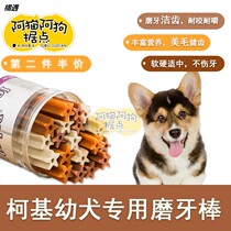 Corgi puppies with clean teeth and calcium supplement molars Corgi dogs small dogs resistant to bite dogs dog snack bones