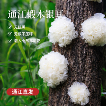 Sichuan Tongjiang Basswood authentic white fungus snow ear dry goods lotus seed soup sulfur-free wild special white fungus glutinous ear 150g