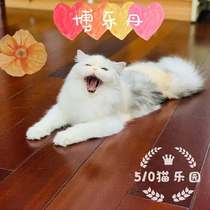 510 Cat Paradise Pet Cleaning Tooth Reduction of Dental Calculi Bole Dan 40g