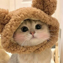 Cute bear ear cat headgear birthday dress up plush cat headgear hat engage small dog dog photo