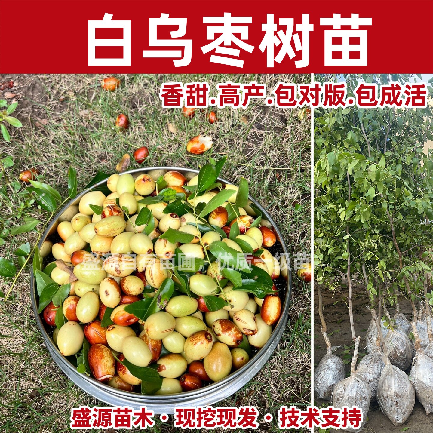 两年生矮化枣树-两年生矮化枣树促销价格、两年生矮化枣树品牌- 淘宝