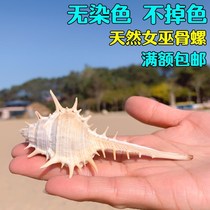 Witch bone snail natural conch shell snail witch bone snail shooting props platform fish tank decorations landscaping ornaments