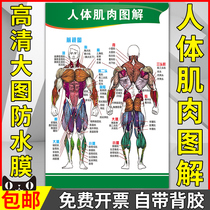 Human muscle fitness structure illustration poster hospital department human anatomy wall chart medical publicity sticker wall sticker