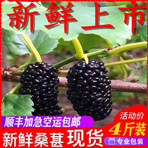Fresh super fruit Mulberry found fresh wine without sand Mulberry Mulberry wild pregnant women pick