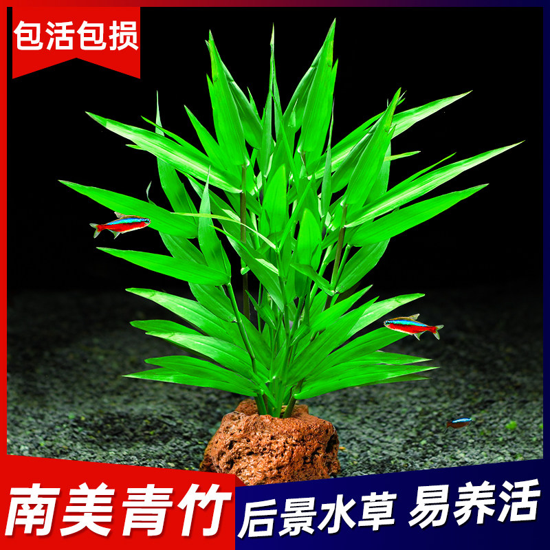 青竹水草真草-青竹水草真草促销价格、青竹水草真草品牌- 淘宝
