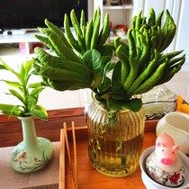 Jinhua Buddhas hand with branches of water to raise hydroponic fruit fragrance for Buddha fresh fruit ornamental play clear supply (now picked and found)