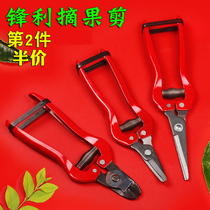 Picking and cutting grapes oranges fruits and vegetables pruning cutting gardening fruit trees fruit cutting tools fruit scissors artifact