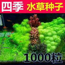 Simulation of green planted plant vegetable fish tank in the fourth season fish tank of lazy water entry level oxygen oxygen