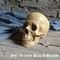 Skull bone art sketch teaching aids human head skeleton skull anatomy simulation resin figure skull model