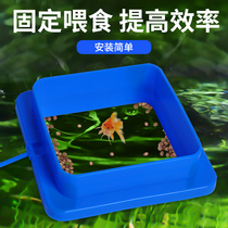 Feeding ring Feed Floating ring Feeding fish Feeding ring Feeding aquarium Floating fish Food ring with suction cup Fish