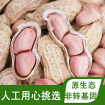 2020 new goods with shell raw peanuts farmers original pink skin dried peanuts with shell fresh dried 5 kg in bulk