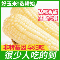 Northeast sticky glutinous corn 10 sticks vacuum fresh sweet grain ready-to-eat white clay corn non-GMO fertilizer reduced meal corn