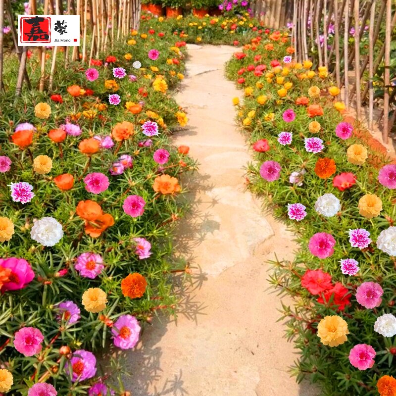 Jia sun flower seeds heavy petal colorful flower species four seasons flowering outdoor courtyard flower seeds easy to live flowers flower seeds