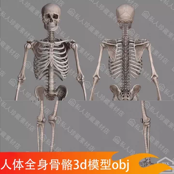 骨架模型-骨架模型促销价格、骨架模型品牌- 淘宝