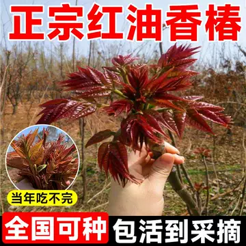 紅油香椿 ホンユーシャンチュン苗木 10株セット　5～10cm ☆送料込み、香椿苗木 ☆チャンチン苗木 紅油香椿 - メルカリ