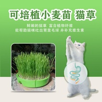 花生芽豆芽机家用小型智能生猫草小麦草绿黄豆芽苗菜桶盆神器
