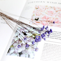 Dried flowers small stars flower Brazil imported ins Wind girl heart mini Daisy hipster dormitory decoration decoration