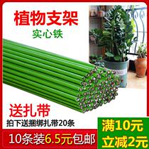 Money tree Phalaenopsis flower vine plant shape fixed bracket gardening potted green plant flower branch wire