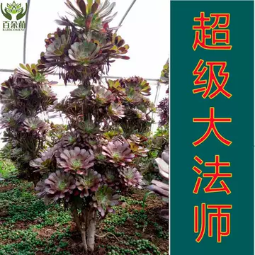 法师多肉植物老桩-法师多肉植物老桩促销价格、法师多肉植物老桩品牌- 淘宝