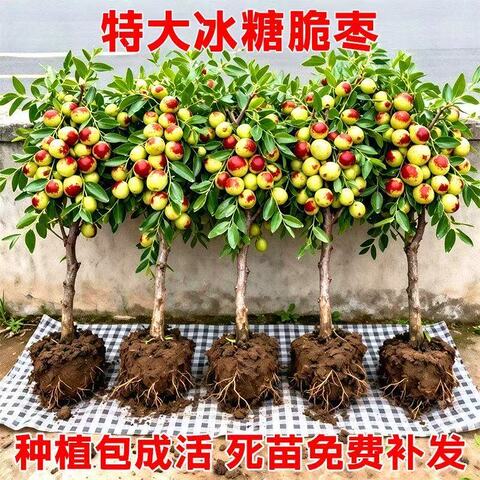 沾化枣树苗精选和沾化枣树苗品牌价格与图片-淘宝商品网