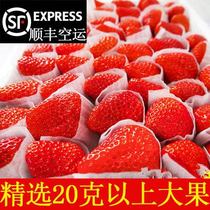 SF Air Transport Daliangshan Open Air Strawberry Cream Strawberry Milk Sweet Strawberry Gift Box Commercial Whole Box of Big Fruit