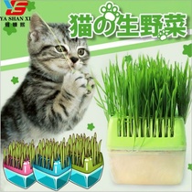 Cat grass Pet cat grass snacking cat food to hair-ball soilless cultivation hydroponic suit with box DIY pink green blue