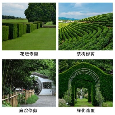 Hedge machine gasoline knapsack tea tree trimmer tea picking machine rough branch shears hedge shears pruning King