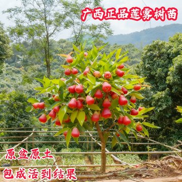 黑金刚莲雾嫁接苗-黑金刚莲雾嫁接苗促销价格、黑金刚莲雾嫁接苗品牌- 淘宝