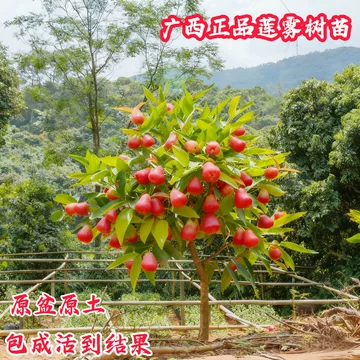 黑金刚莲雾苗-黑金刚莲雾苗促销价格、黑金刚莲雾苗品牌- 淘宝
